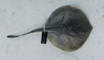 Image of Urotrygon microphthalmum (Smalleyed round stingray)