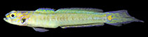 Image of Vanderhorstia lepidobucca (Scalycheek shrimpgoby)