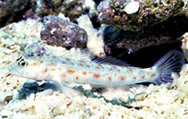 Image of Vanderhorstia wayag (Wayag shrimpgoby)