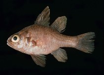 Image of Apogonichthyoides chrysurus (Golden cardinalfish)