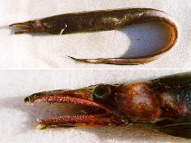 Image of Xenomystax atrarius (Deepwater conger)