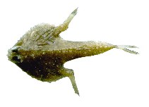 Image of Zalieutes mcgintyi (Tricorn batfish)