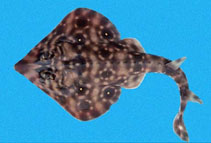 Image of Zapteryx xyster (Witch guitarfish)