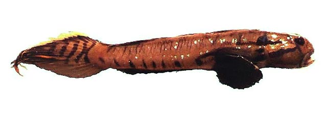 Arenigobius bifrenatus
