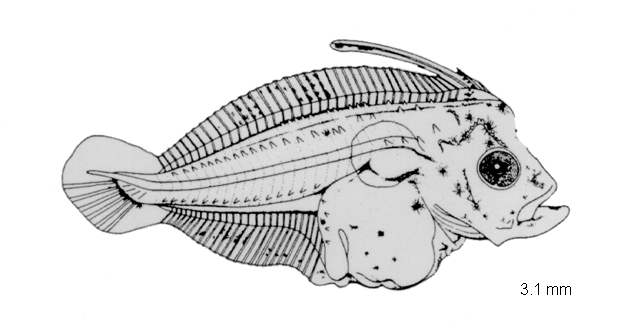Achirus lineatus