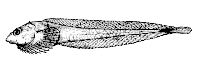 Acantholiparis opercularis