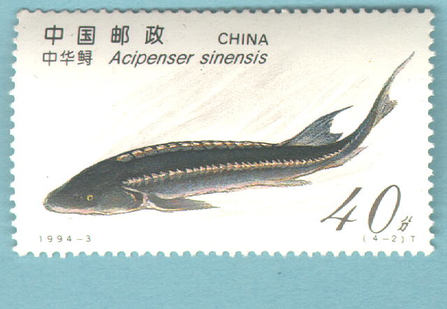 Acipenser sinensis