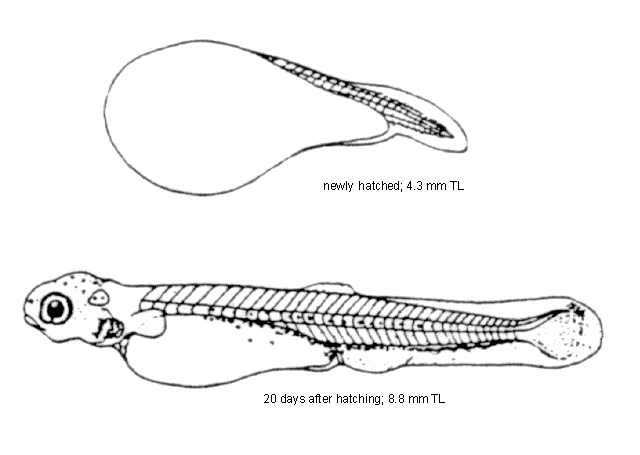 Acheilognathus yamatsutae