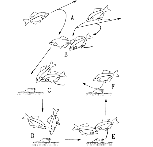 Acheilognathus yamatsutae