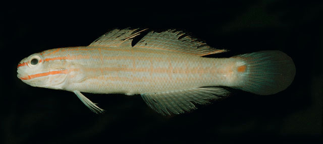 Amblygobius decussatus