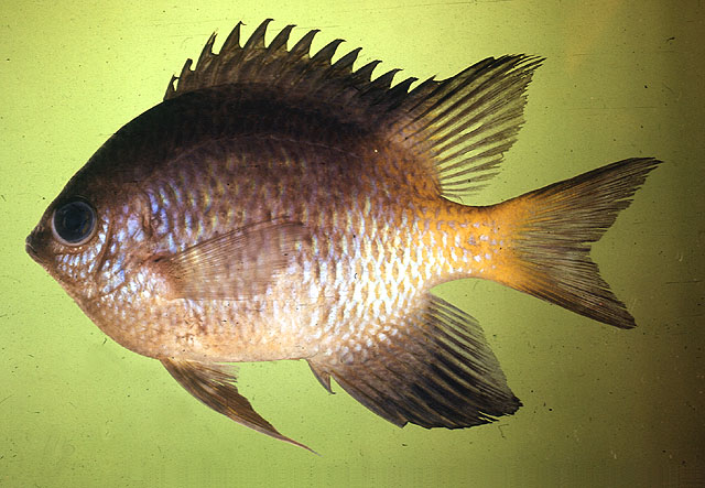 Amblyglyphidodon leucogaster