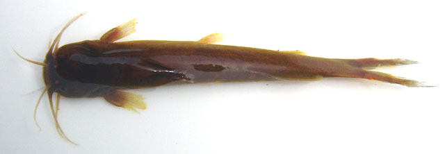 Amblyceps mangois