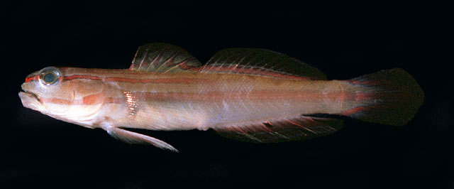 Amblygobius nocturnus