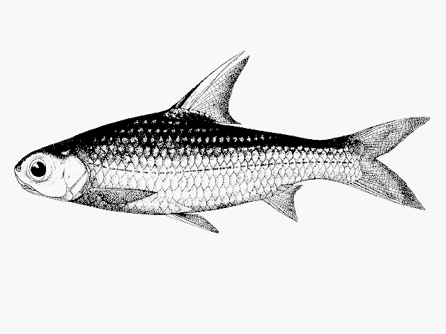 Amblyrhynchichthys truncatus