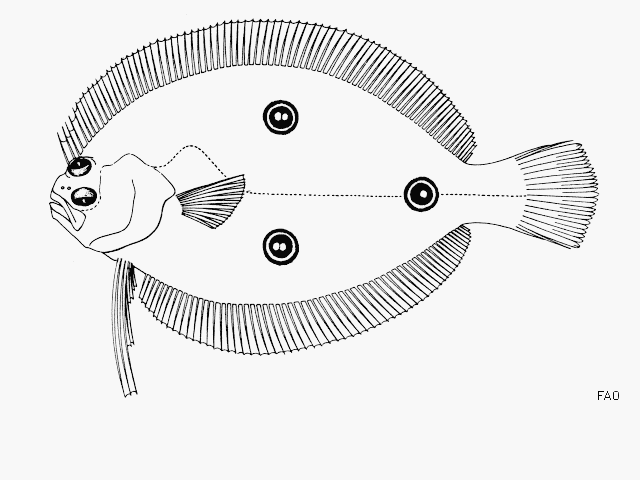 Ancylopsetta dendritica