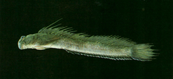 Andamia tetradactylus
