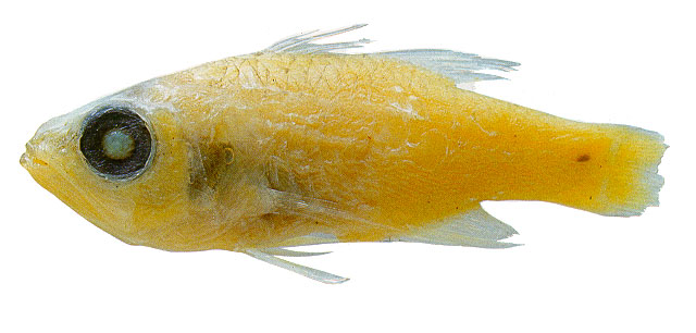 Paroncheilus affinis