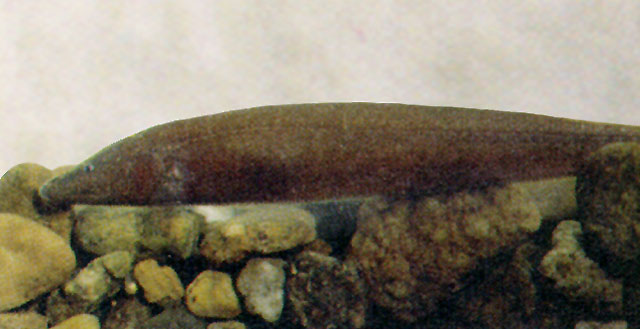 Apteronotus leptorhynchus