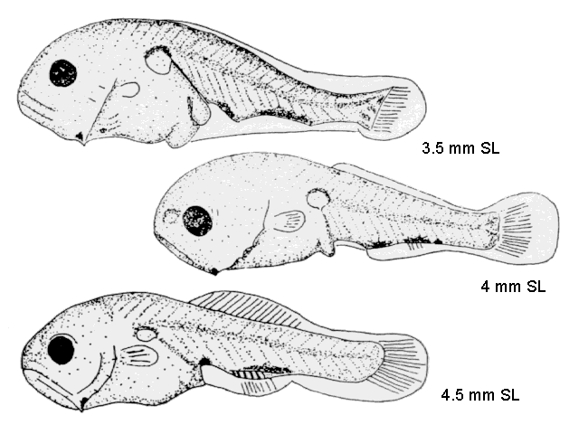 Archosargus probatocephalus