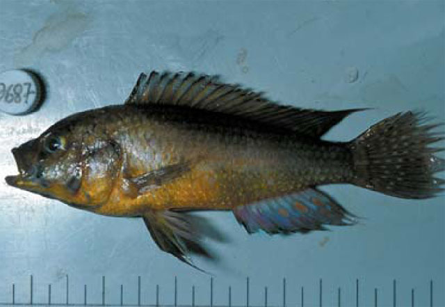 Astatoreochromis alluaudi