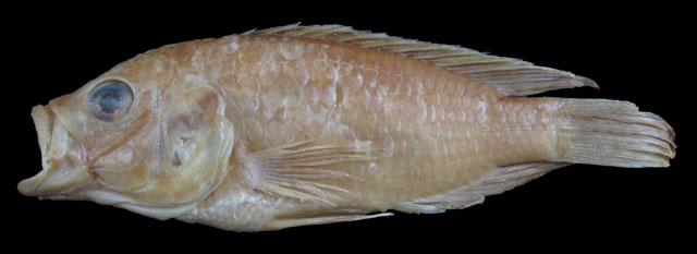 Astatoreochromis straeleni