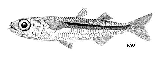 Atherinomorus lacunosus