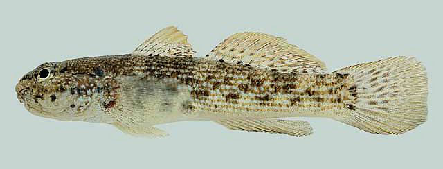 Bathygobius antilliensis