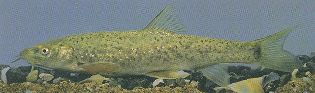 Barbus ciscaucasicus