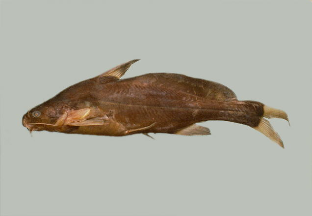 Bagrichthys macropterus