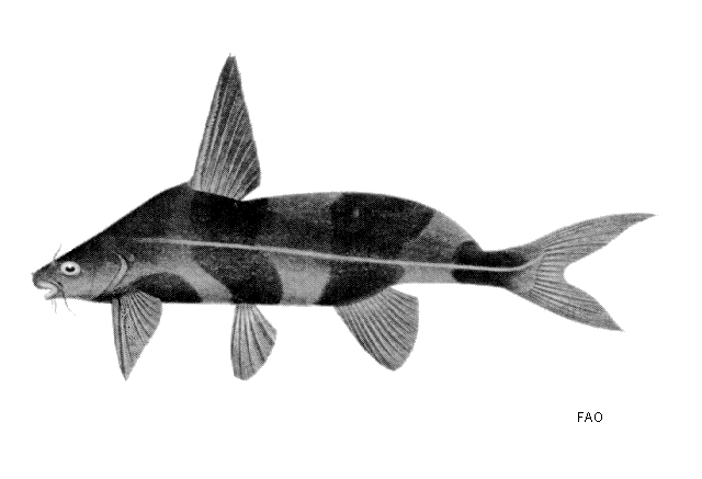 Bagrichthys macracanthus