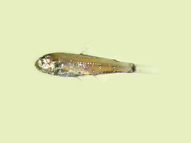 Benthosema pterotum