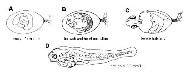 Boleophthalmus pectinirostris
