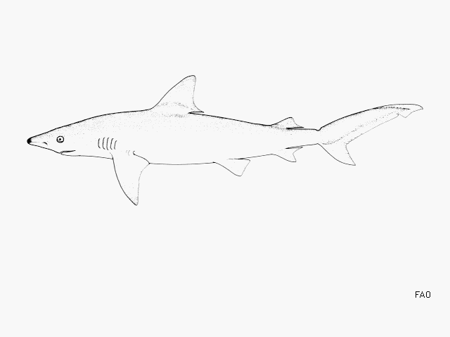 Carcharhinus acronotus