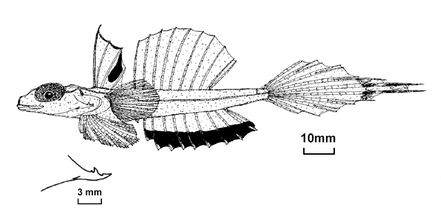 Callionymus bifilum