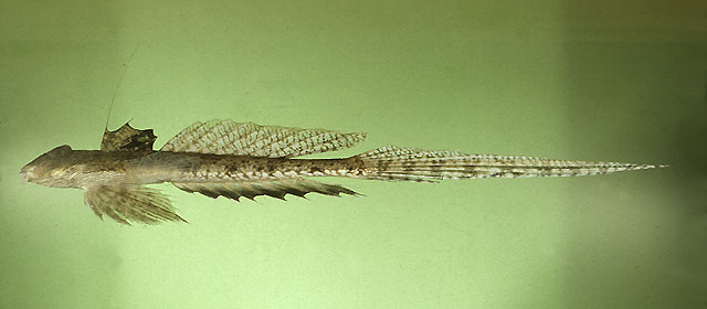 Callionymus decoratus