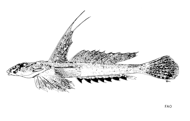Callionymus erythraeus
