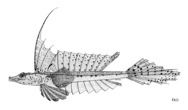 Callionymus grossi