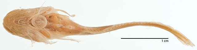 Careproctus opisthotremus