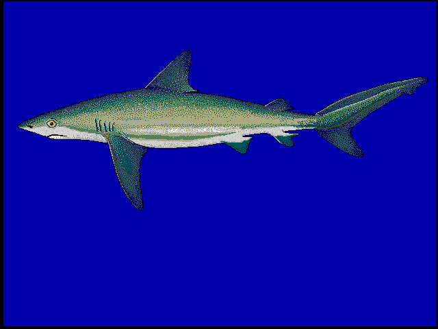 Carcharhinus perezii