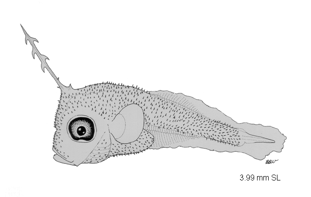 Cantherhines pullus