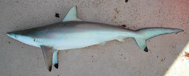 Carcharhinus sorrah