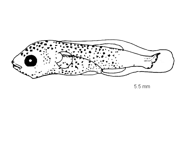 Centrolabrus exoletus