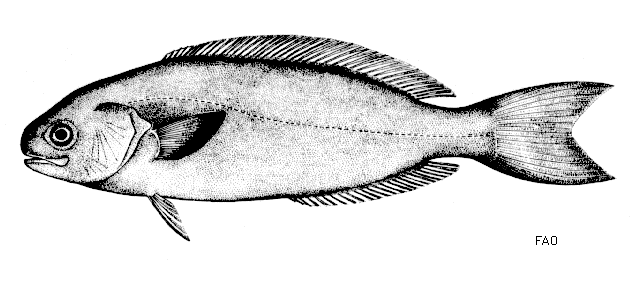 Centrolophus niger
