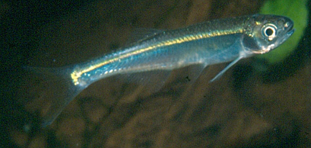 Chelaethiops elongatus