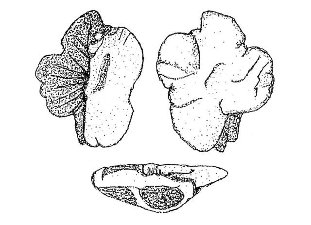 Champsocephalus esox
