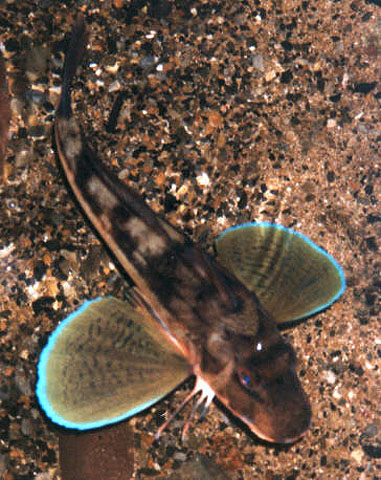 Chelidonichthys lucerna