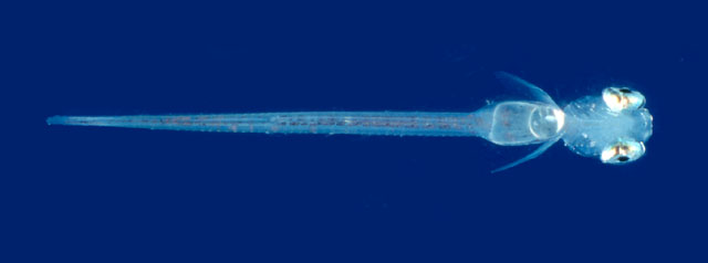 Coregonus albula