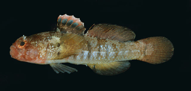 Coryogalops bulejiensis