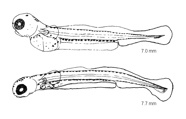 Coregonus hoyi