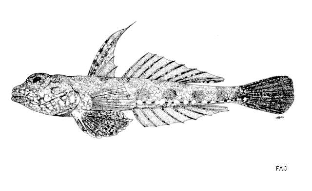 Diplogrammus pygmaeus